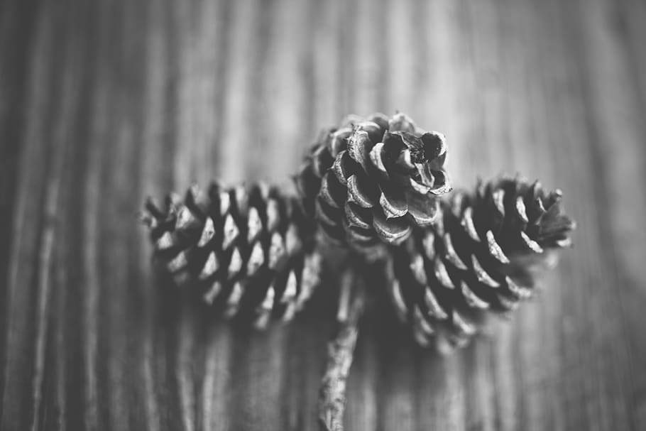 black and white, acorns, close-up, wood - material, selective focus, pine cone, plant, table, pattern, focus on foreground