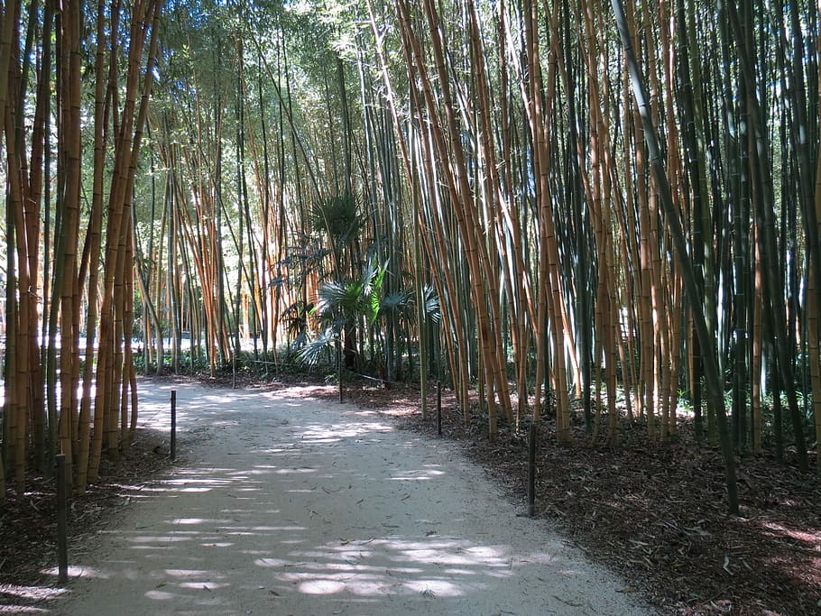 Bambu, Anduze, Cévennes, Sequóias, gigantes, vila laosiana, floresta, natureza, tranquilidade, ninguém