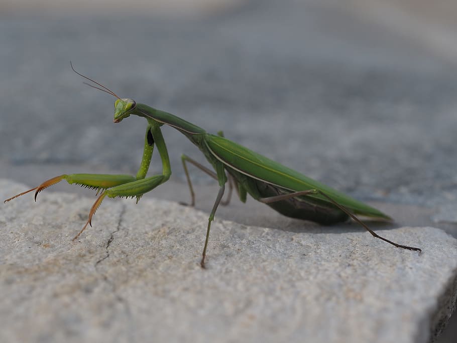 praying mantis, green, insect, fishing locust, close, nature, animal, scare, macro, mantis religiosa