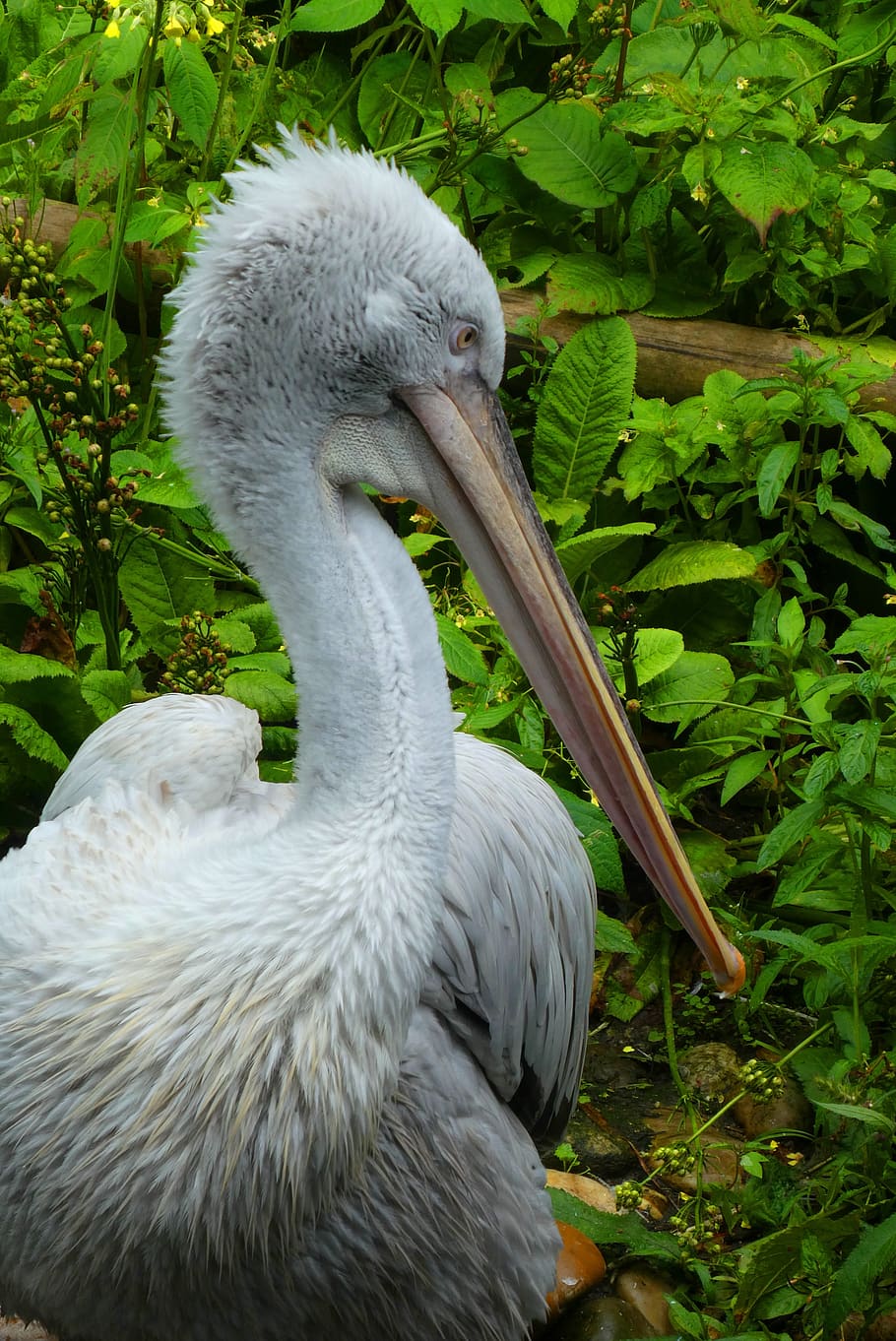 pelican, beak, bird, feathers, wild, large, fauna, zoo, blijdorp, rotterdam