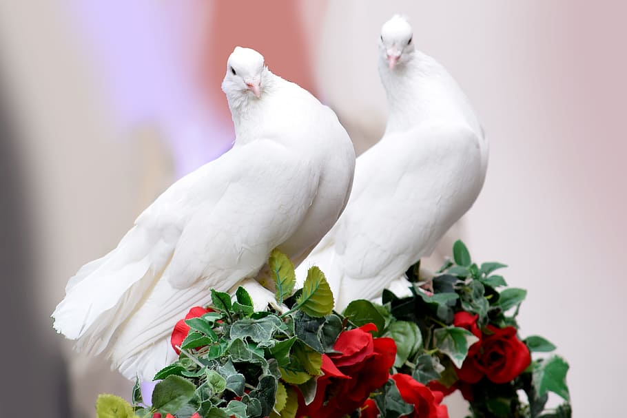white pigeons, dove, wedding, marriage, love, nature, bird, flower, flowering plant, plant