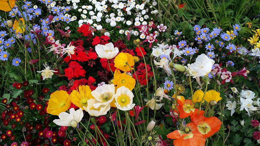 spring, flowers, poppy, tabitha, feel, love, taraxacum officinale, flowering plant, flower, plant