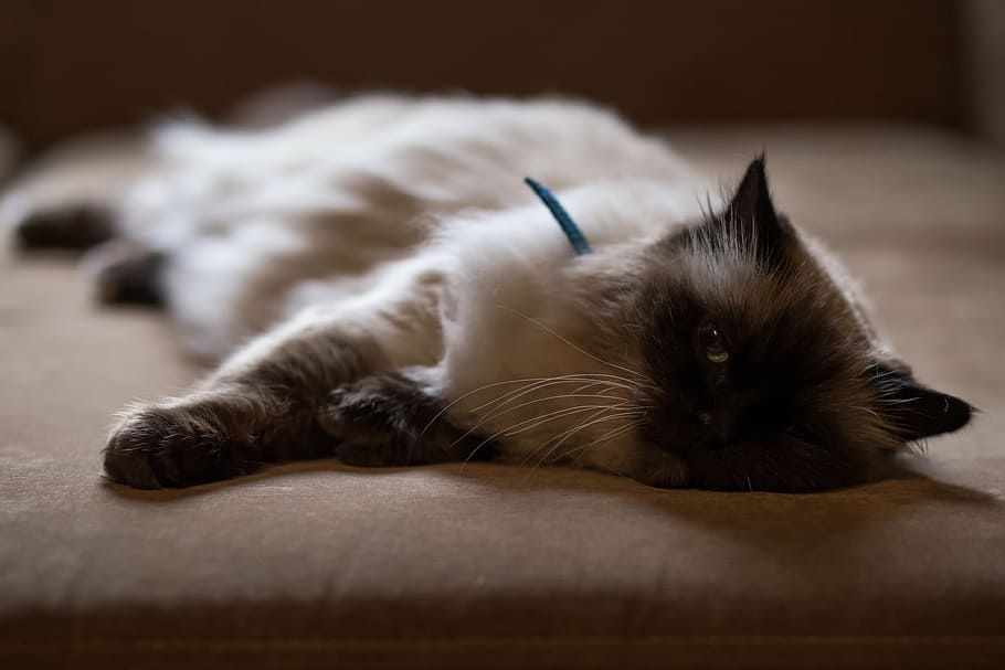 сиамский кот, лежа, диван, коричневый, белый, мех, кошка, ткань, мягкий, животное