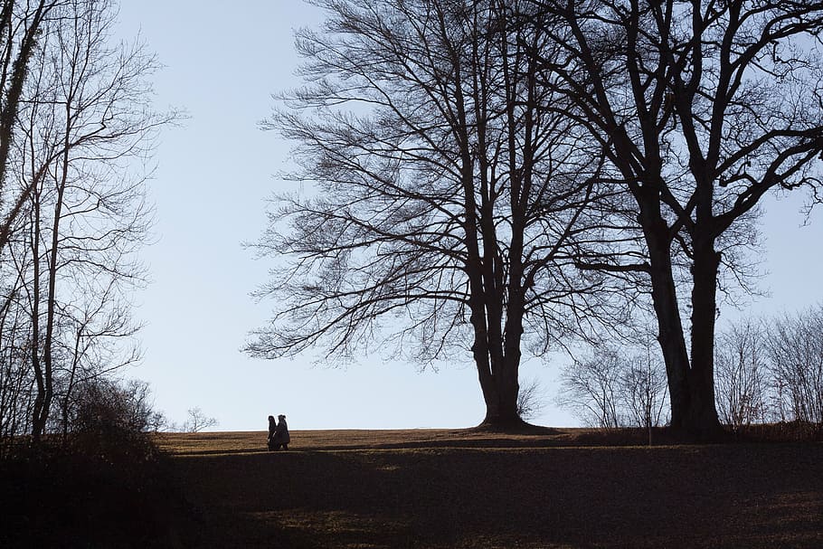 park, trees, walkers, spring, tree, bare tree, land, sky, plant, real people