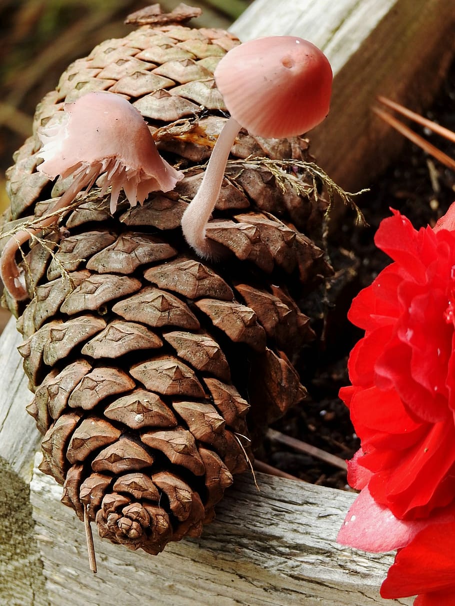 mushrooms, pinecone, nature, freshness, close-up, plant, food, vulnerability, flower, growth