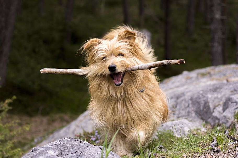 dog, biting, stick, stone, floor, forest, hike, hiking, stock pick, fetch