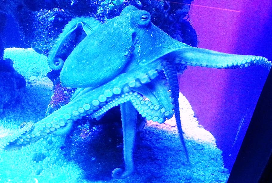 octopus on coral, octopus, kraken, sea life, animal, ocean, underwater, sea, tentacles, sea-life