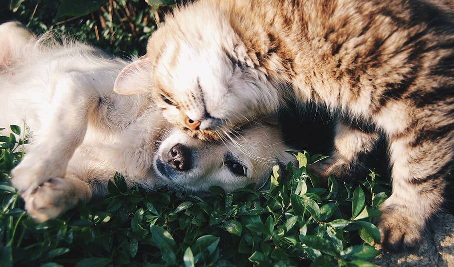kucing, anak anjing, bidang rumput, teman, kucing dan anjing, hewan peliharaan, domestik, anjing dan kucing bersama, bersama-sama, menggemaskan