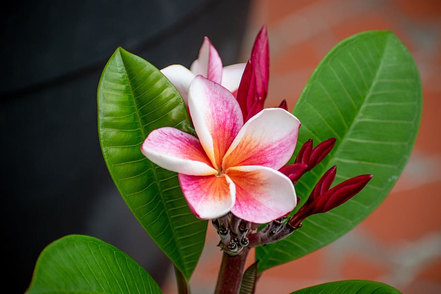 plumeria, flower, hawaii, tropical, exotic, bloom, garden, flowering plant, leaf, plant part