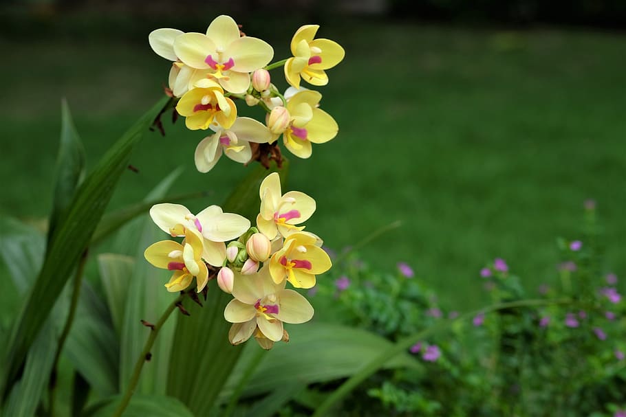 flowers, orchids, phu, nature, flower, flowering plant, plant, freshness, beauty in nature, fragility