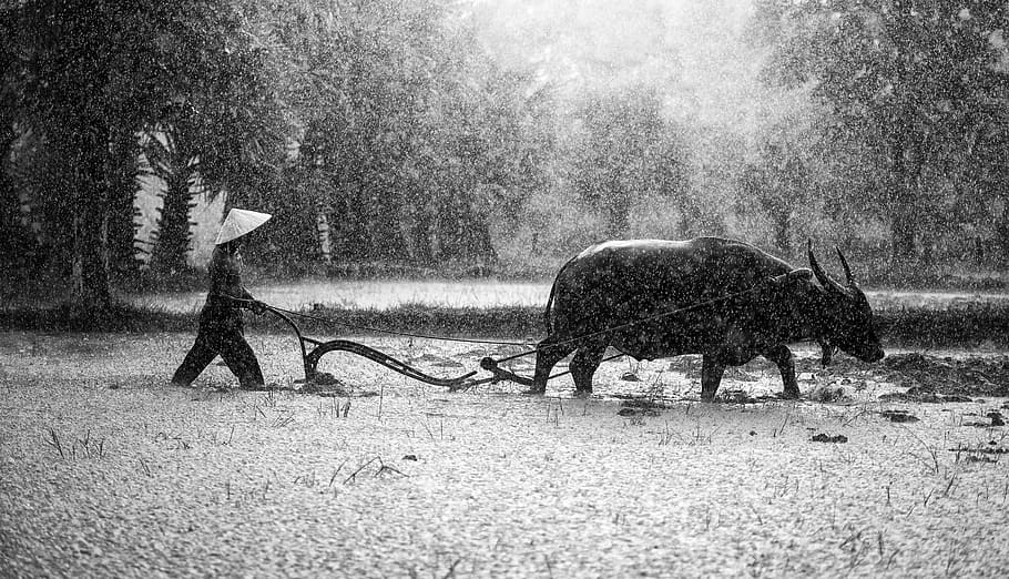 grayscale photography, water buffalo, vintage, walk, behind, plow, agriculture, asia, cambodia, the country