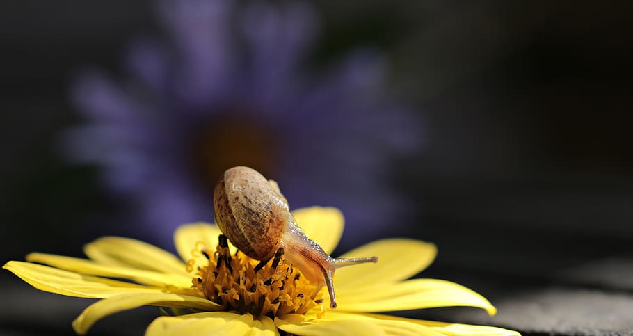 marrón, caracol, amarillo, foto de enfoque selectivo de dalia, va-jay-jay, flor, floración, naturaleza, flor amarilla, va-jay-jay en flor