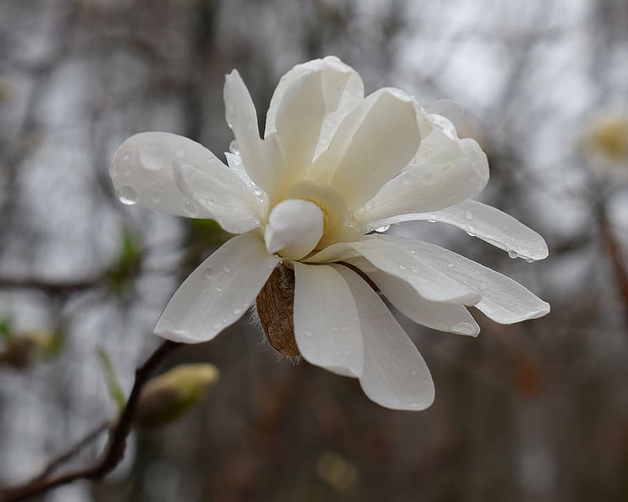 star magnolia fin the rain, rain, raindrops, magnolia, tree, plant, garden, nature, spring, white