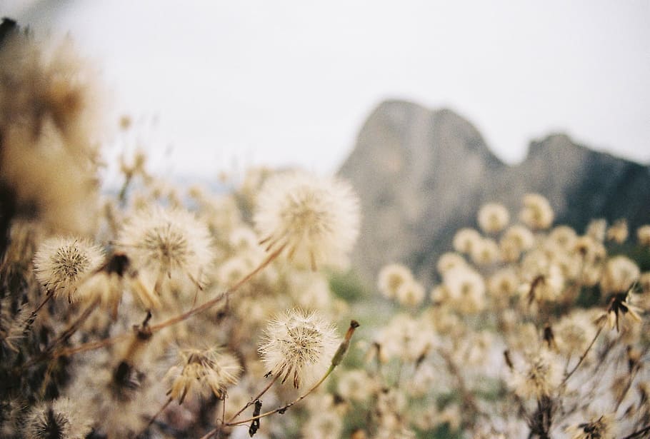 closeup, white, dandelion, bokeh, dandelions, flowers, outdoors, mountain, sky, rock