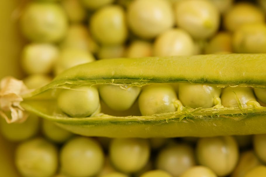 pea pod, peas, frisch, pod, green, vegetables, harvested, harvest, sleeve, food and drink