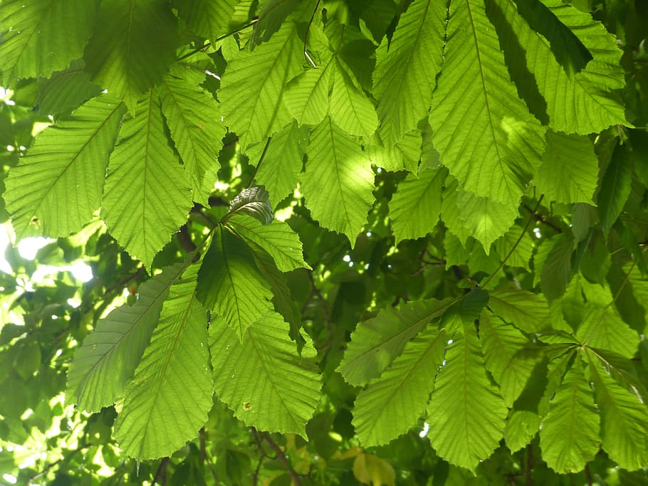 chestnut leaves, leaves, green, chestnut, buckeye, ordinary rosskastanie, tree, common rosskastanie, white rosskastanie, aesculus hippocastanum