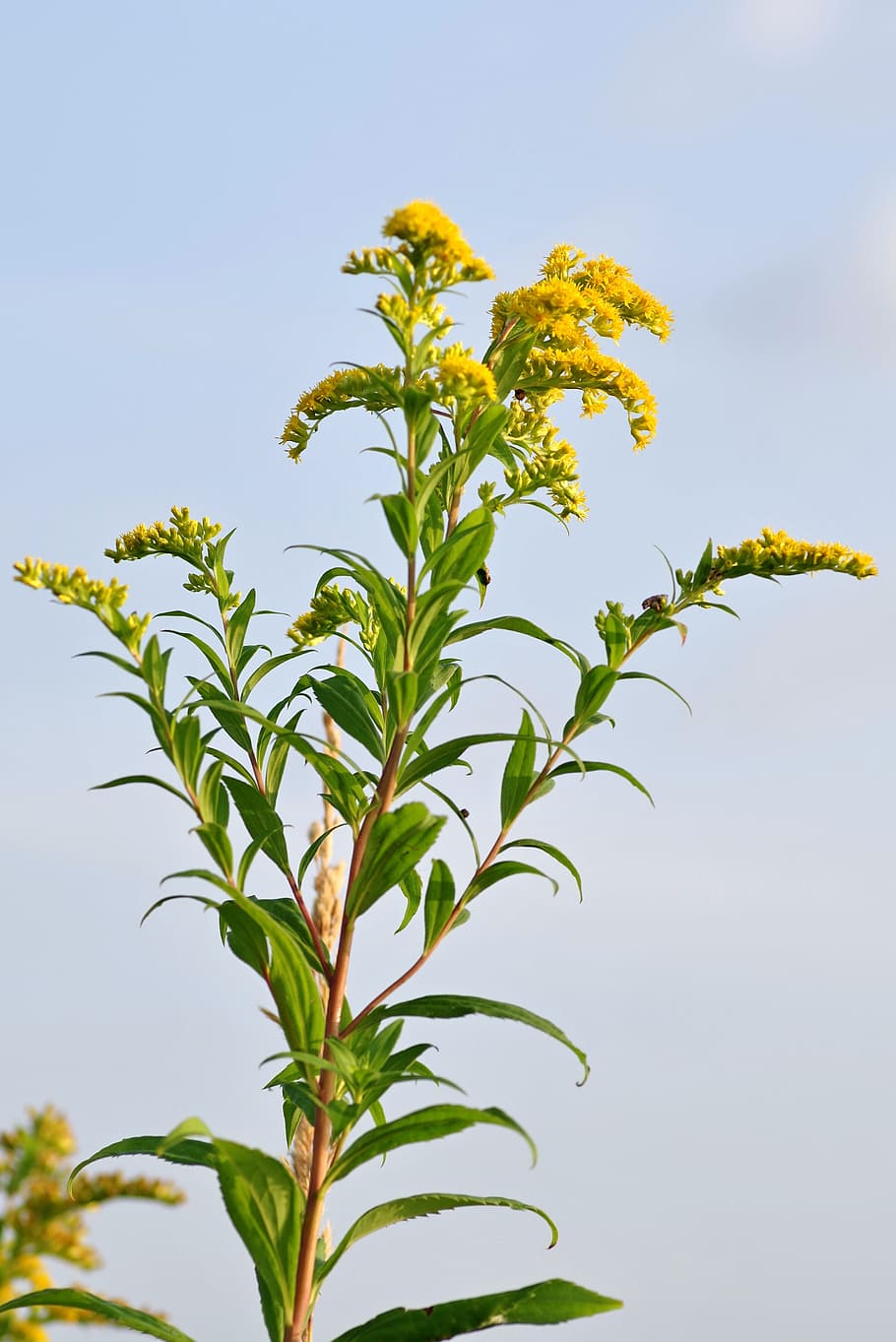 goldenrod, yellow, flowers, herb, plant, small flowers, yellow flowers, nature, branch, green