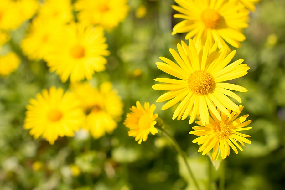 closeup, foto, kuning, bunga aster, dipilih, fokus, daisy, bunga, taman, alam