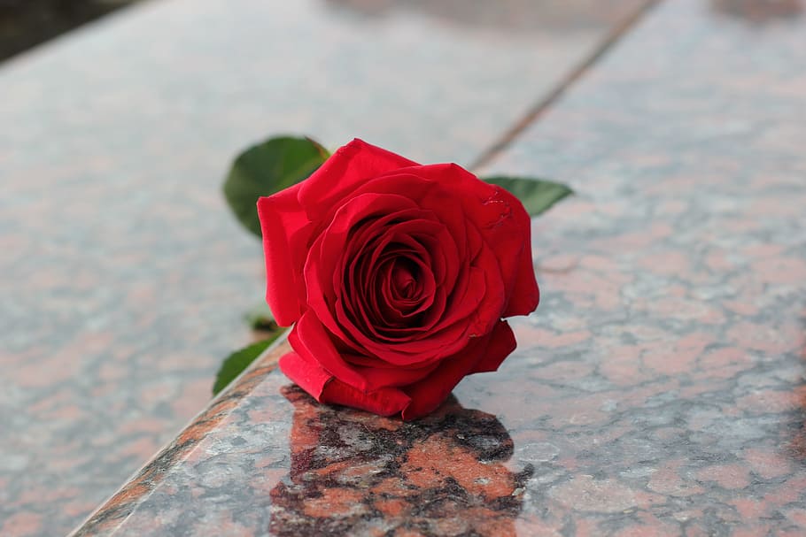 Red Rose, Rose, Red, Marble, Gravestone, Grave, red marble, symbol, love, rose - Flower, red