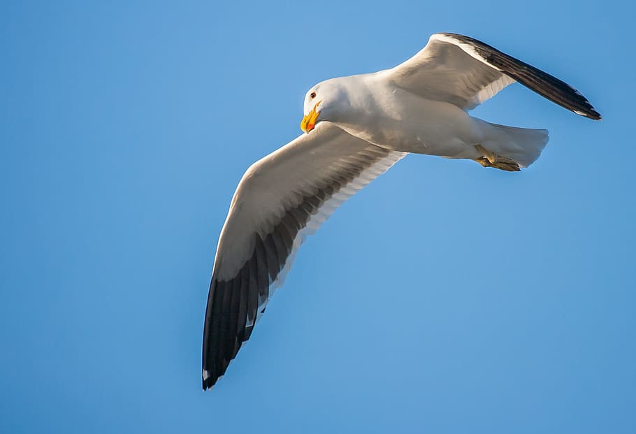 kelp gull, eye, looking, cape gull, seabird, seagull, in flight, avian, bird, sunrise beach