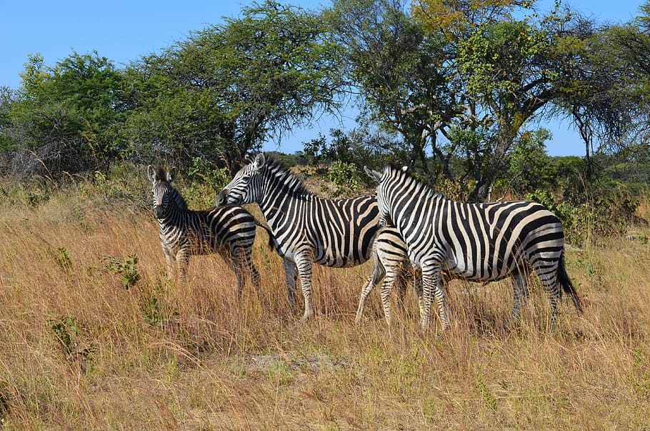 empat, zebra, siang hari, liar, kehidupan liar, hewan, zimbabwe, afrika, semak, rumput