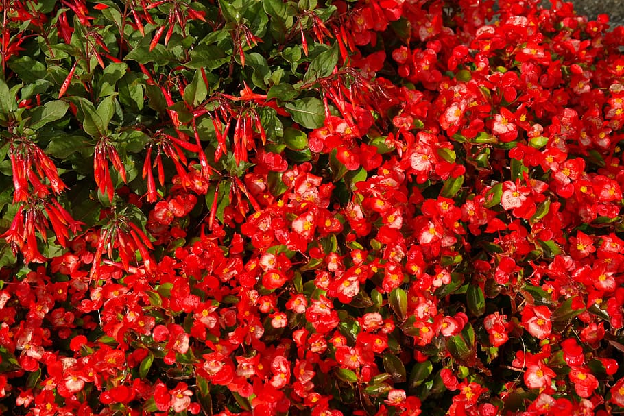 Coral, Fuchsia, Blossom, Bloom, coral fuchsia, red, flowers, bright red, fuchsia triphylla, evening primrose greenhouse
