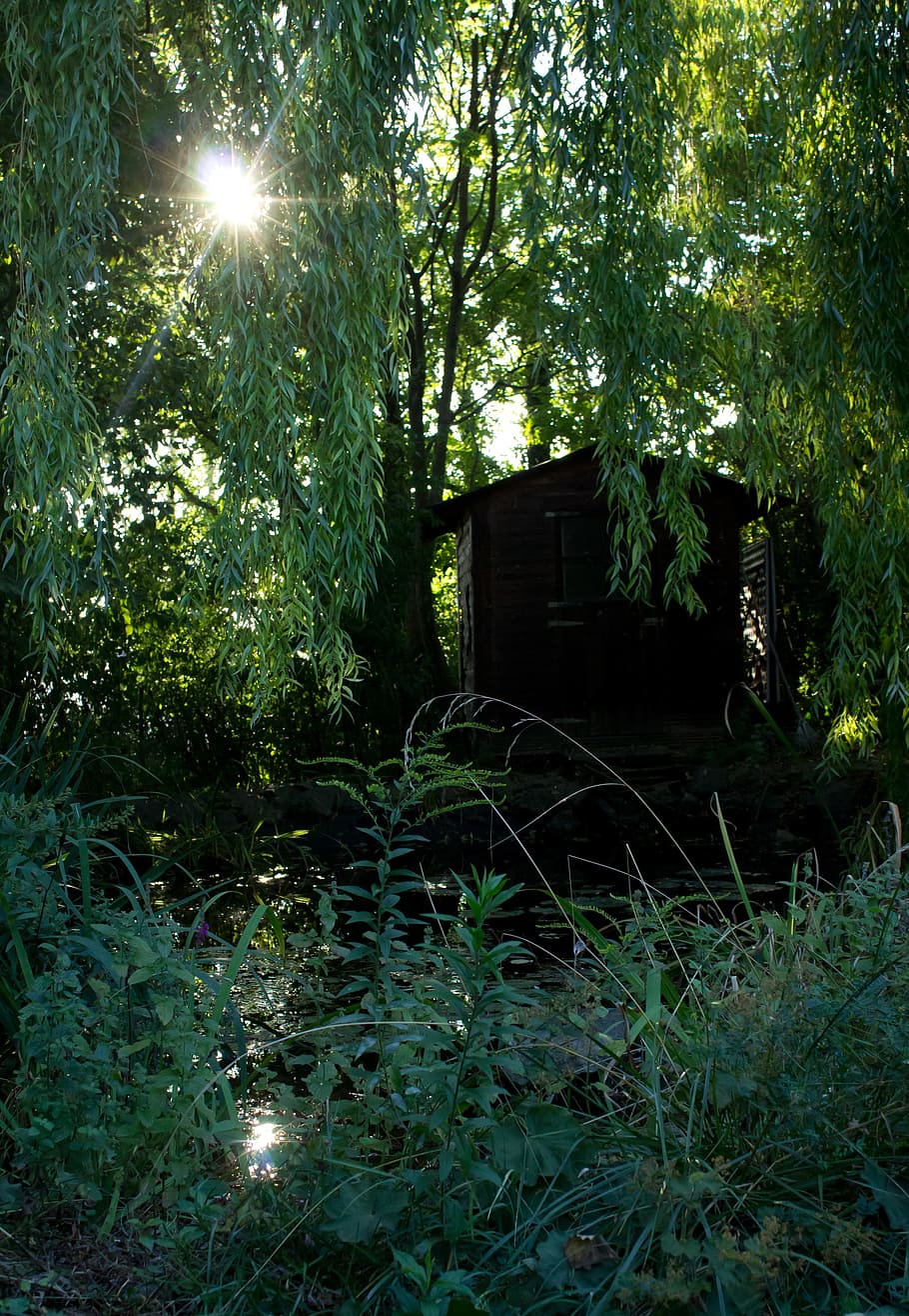 black, wooden, shed, green, leafed, tree, garden, hut, magic, sun
