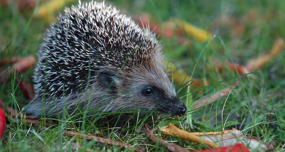 hedgehog, hannah, autumn, prickly, spur, animal, animal themes, one animal, animal wildlife, animals in the wild