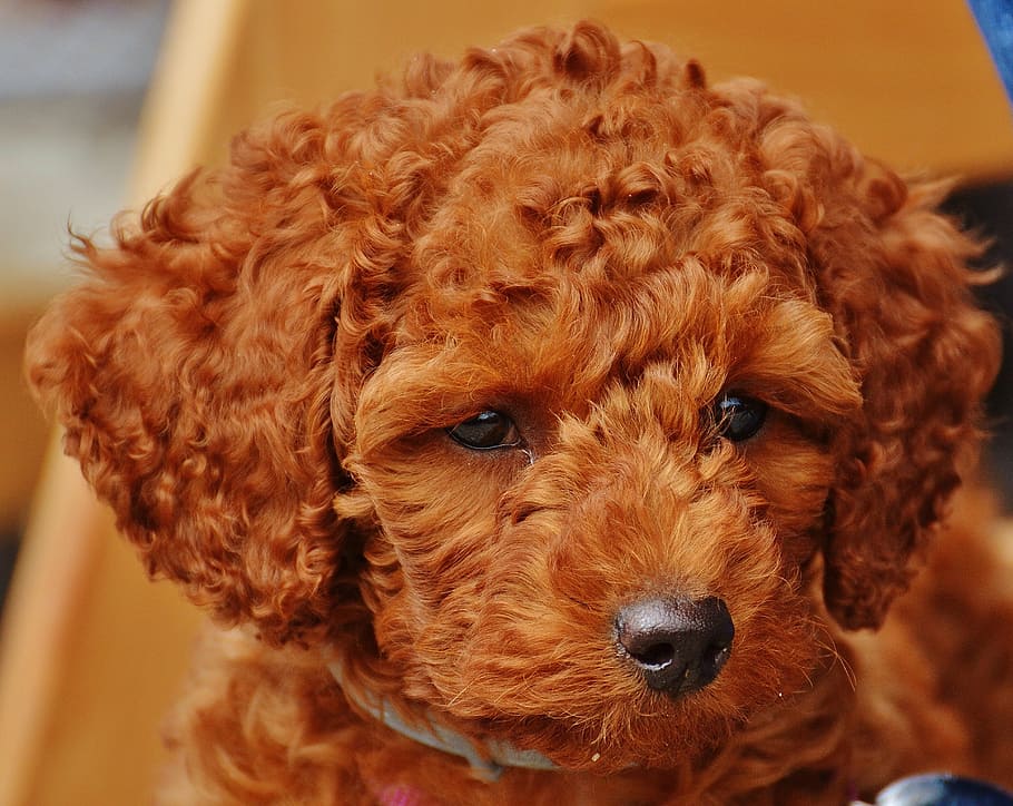 fotografía de primer plano, rojo, cachorro de caniche toy, perro, caniche, animal joven, cachorro, piel, señuelo, lindo