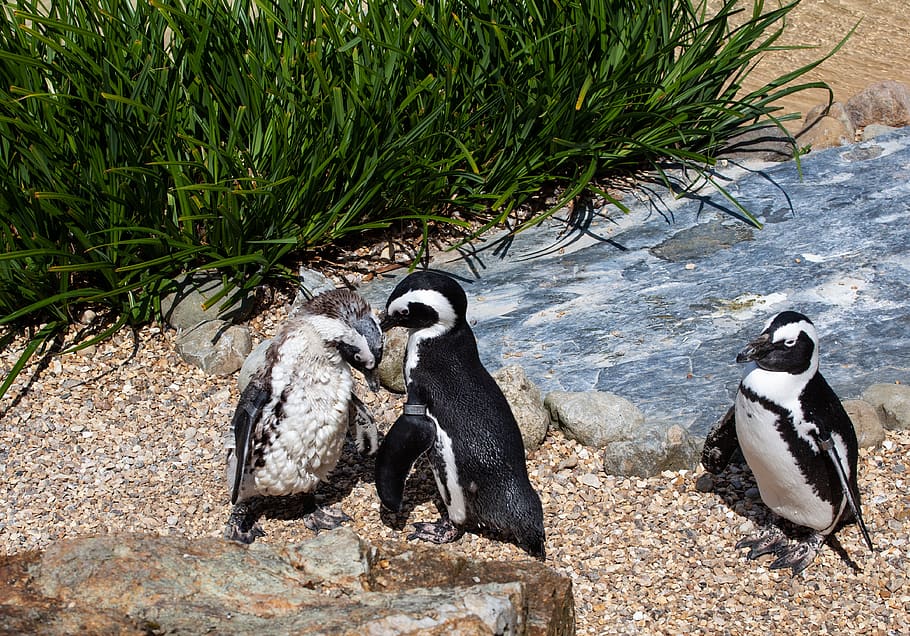 african penguin, penguin, penguin on beach, penguin in zoo, animal, nature, wildlife, ocean, water, coastal
