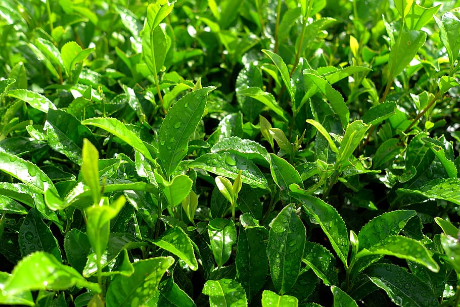 tea, green tea plantation, scenery, nature, leaf, farm, landscape, jeju island, jeju, green color