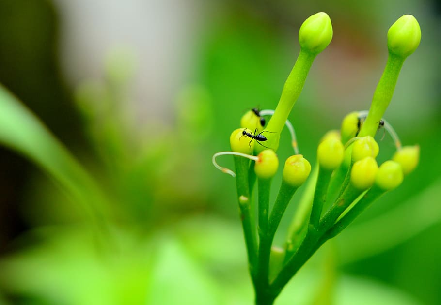 Ant, Nature, green, bluriness, natutre, color, flower, blue, wild, colorful
