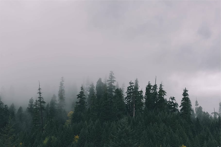 green trees, green, trees, filled, fogs, forest, nature, fog, cloudy, tree