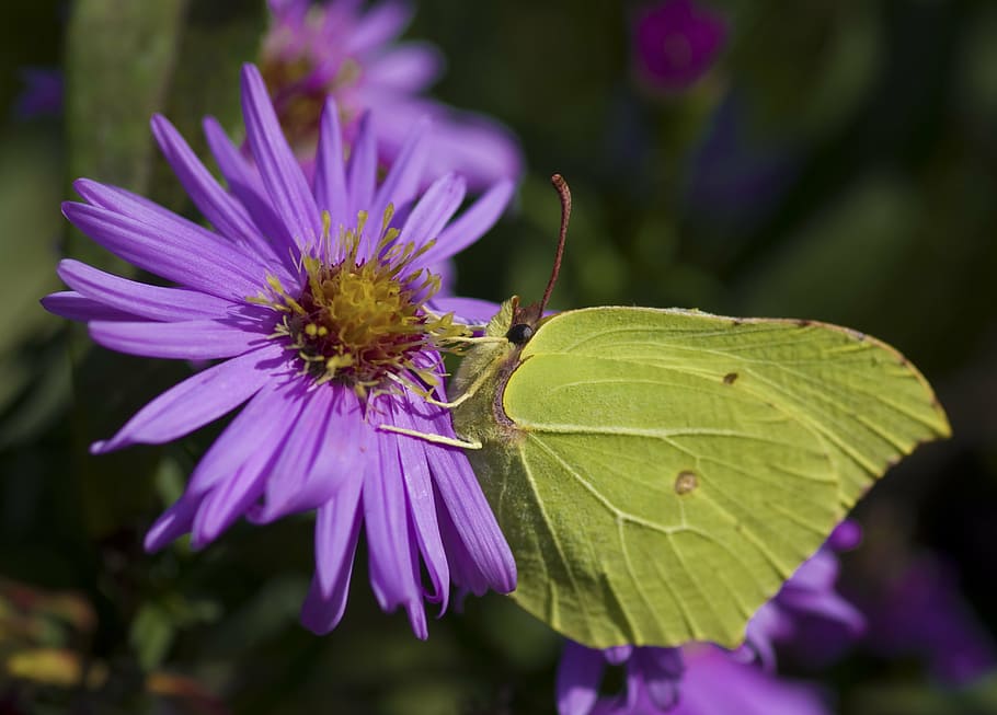 gonepteryx rhamni, butterfly, autumn, yellow, green, asters, insect, herbstaster, garden, flower