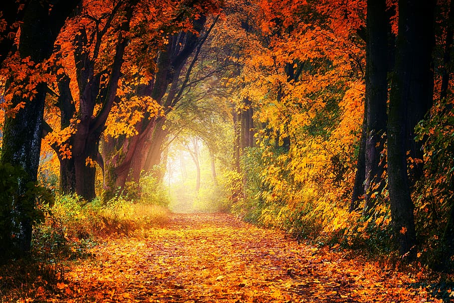 landscape photo, forest, autumn, avenue, away, leaves, tree, leaf, nature, rest