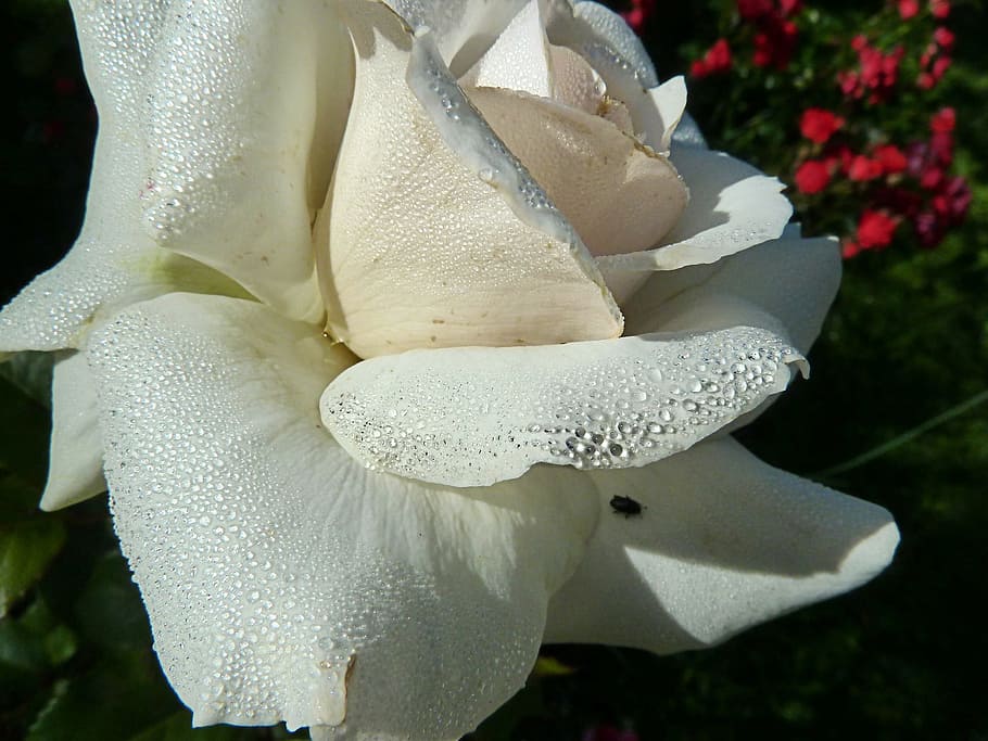 Branco, rosa, flor, úmido, gotas de chuva, planta, natureza, vegetação, beleza, close-up