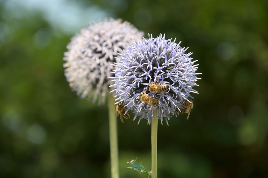 macroshot photo, dandelion, thistle, flowers, bees, group, five, flower, fragility, nature