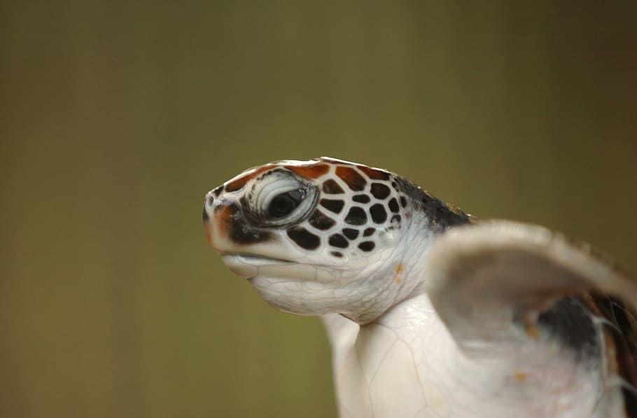 seletiva, fotografia de foco, marrom, branco, tartaruga, Animal, Ásia, Bebê, Praia, Nascimento