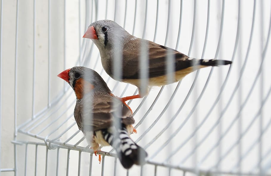 two, brown, gray, Finches, Birds, Evolution, Pet, pet birds, cage, cote