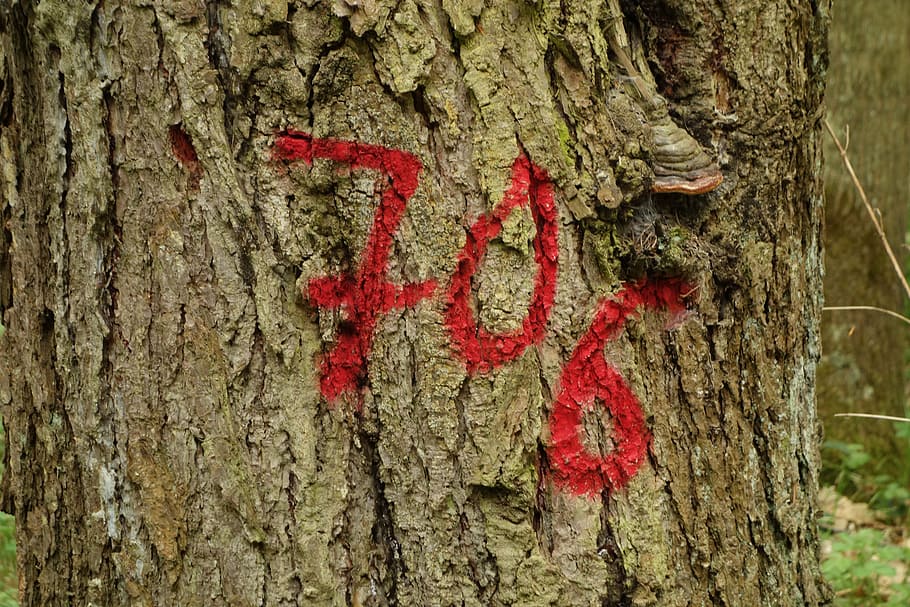 tree, tagged, forest, tribe, log, number, 706, spray, spray paint, nature