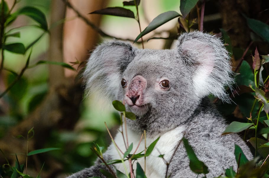 Koala, Koala Bear, one animal, plant, animal wildlife, animals in the wild,  mammal, vertebrate, close-up, leaf | Pxfuel