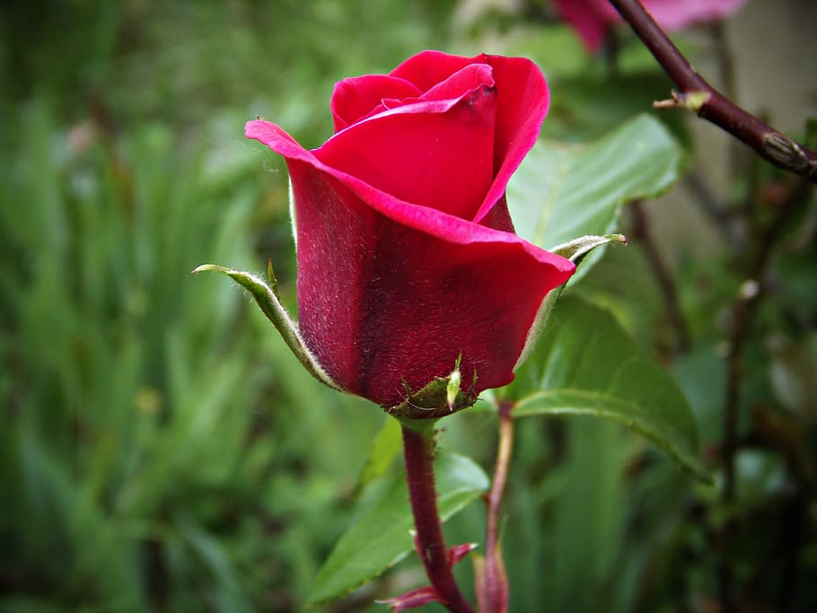 rosa, red, flower, beauty, delicacy, warmth, velvet, beautiful, garden, petals