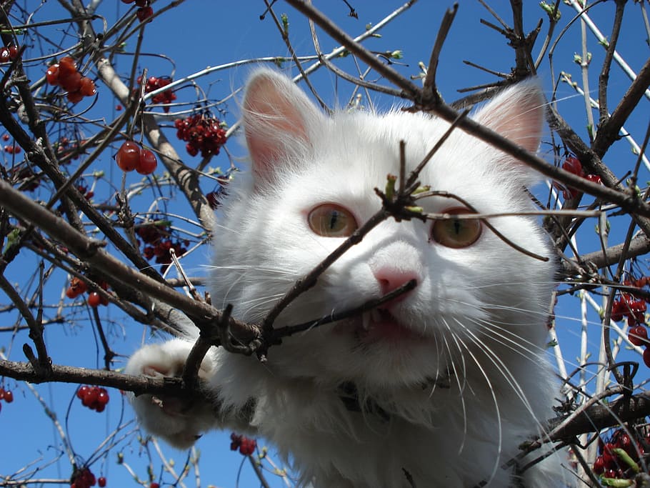 white, cat perching, tree, cat, white cat, face, peering, looking, outdoors, balancing