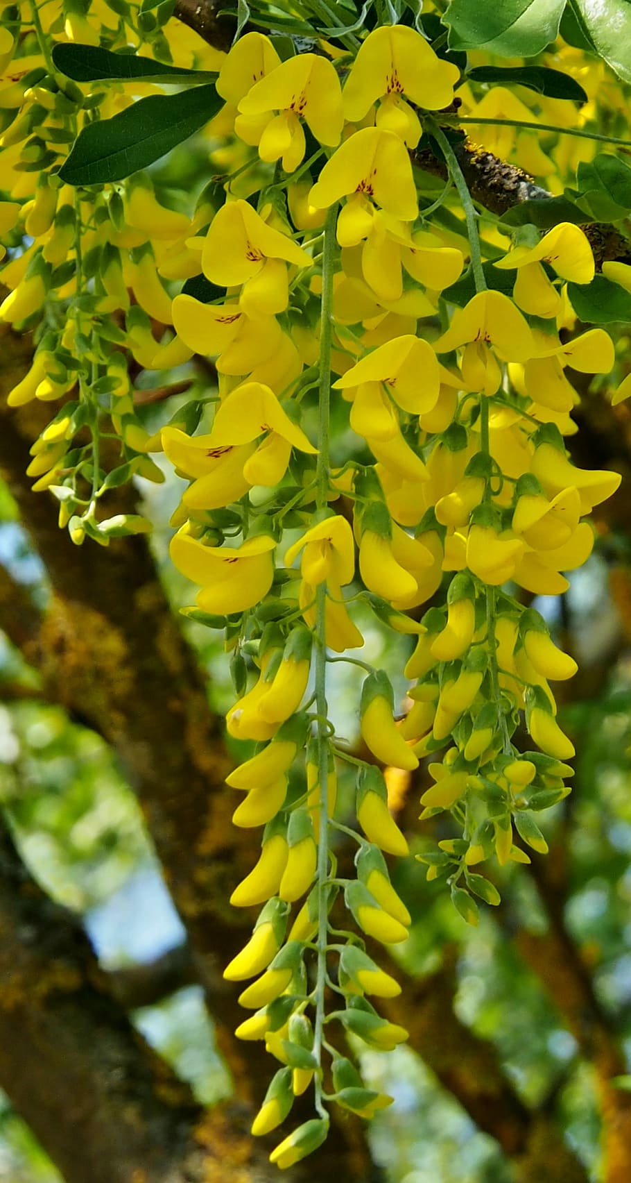 yellow, laburnum, spring, plant, growth, beauty in nature, flowering plant, flower, close-up, vulnerability