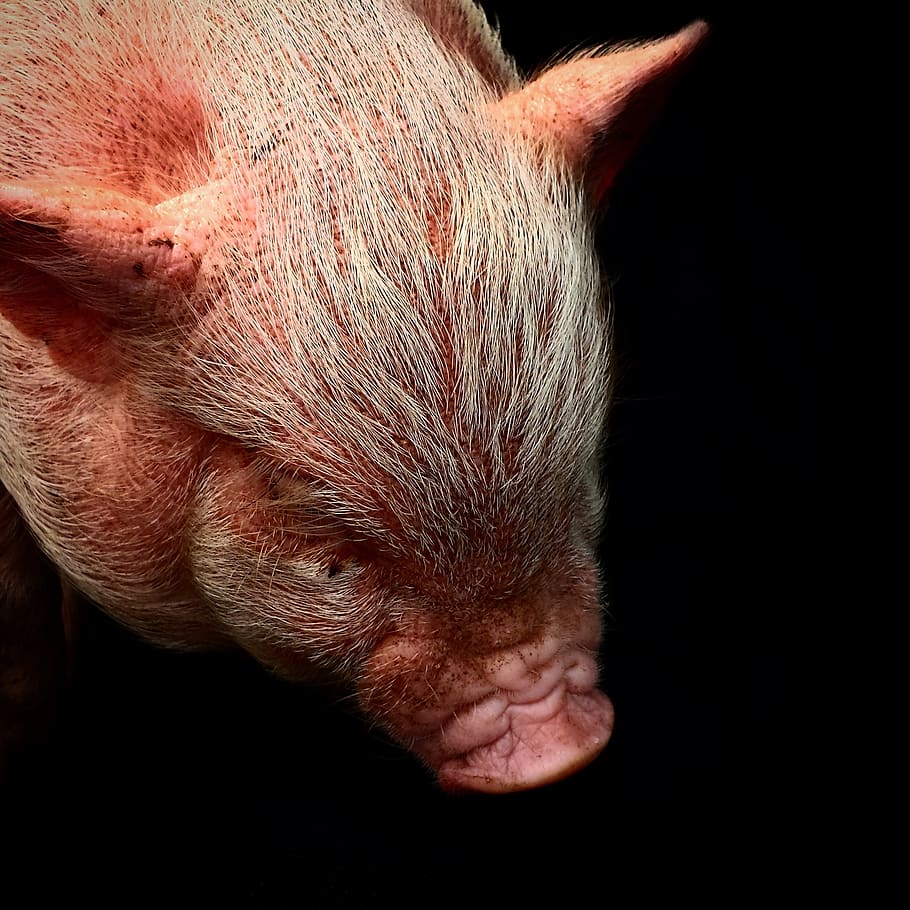 piglet, pig, cute, piggy, pink, swine, snout, mammal, animal, small
