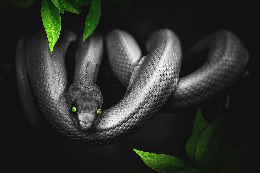 gray snake illustration, snake, jungle, green, reptile, animal, scale, zoo, animal themes, animal wildlife
