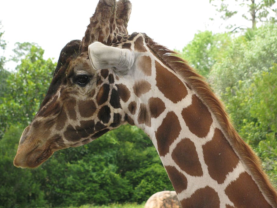 girafa, jardim zoológico, mamífero, África, safari, animais selvagens, fofa, pescoço, natureza, cabeça