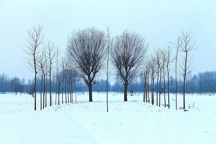 preto, árvores, hora do dia, dia, hora, inverno, neve, natureza, árvore, frio - temperatura