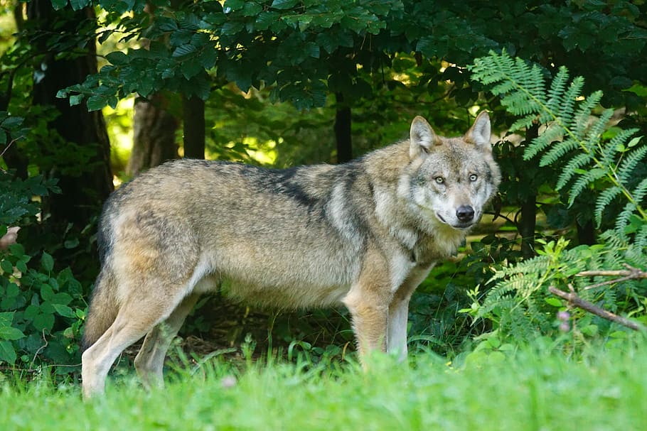 brown, black, wolf, trees, predator, european wolf, carnivores, mammal, attention, wildlife photography