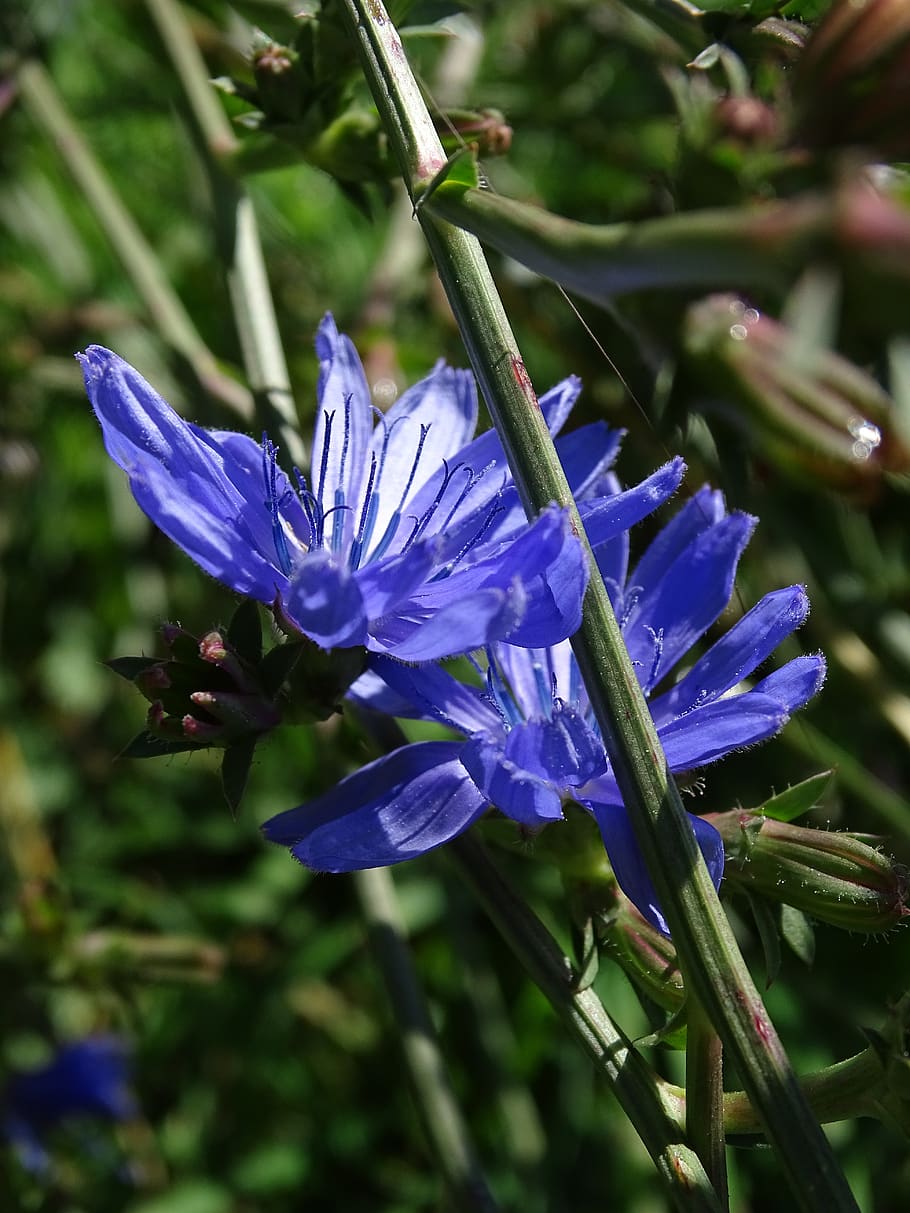 chicory, blue chicory, common chicory, ordinary chicory, wild flower, cichorium intybus, composites, flowering plant, flower, plant